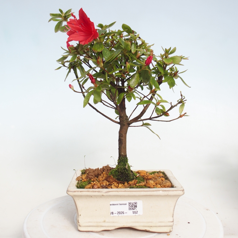 Bonsai voor buiten - Japanse azalea - Azalea sp.
