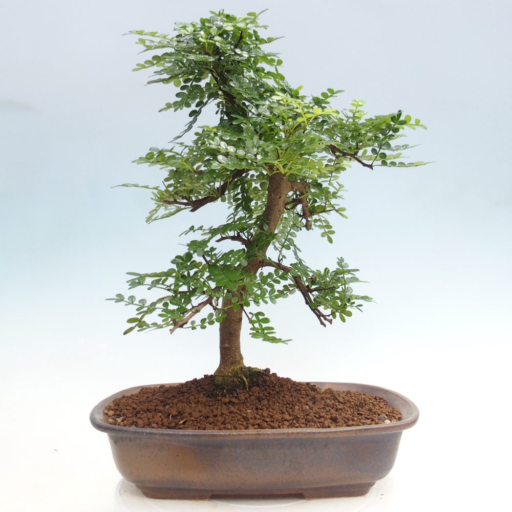Kamerbonsai - Zantoxylum piperitum - peperboom