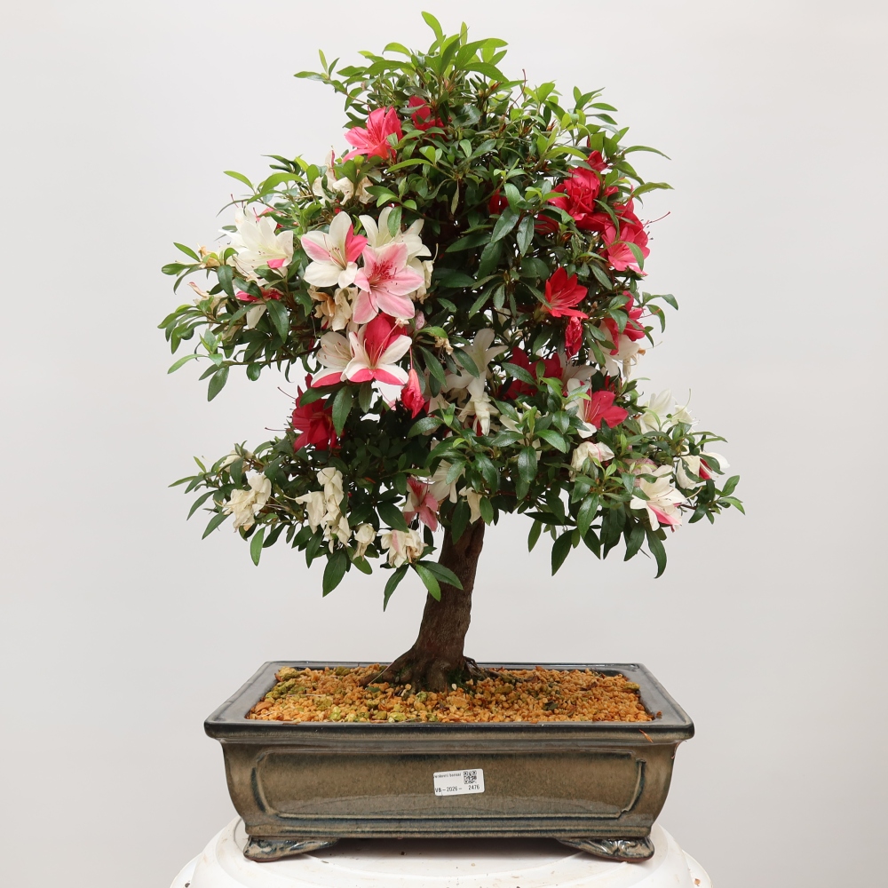 Bonsai voor buiten - Japanse azalea - Azalea satsuki