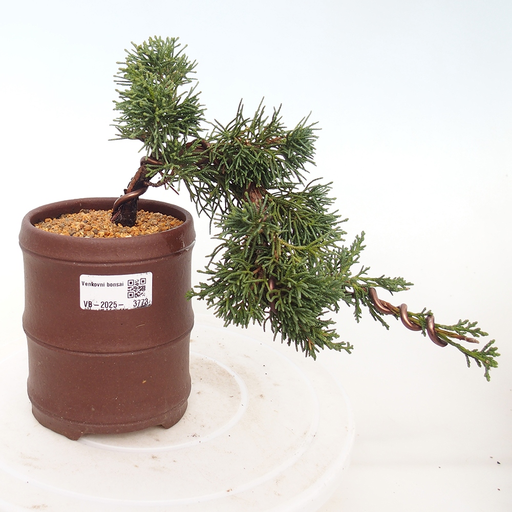 Bonsai voor buiten - Juniperus chinensis Kishu