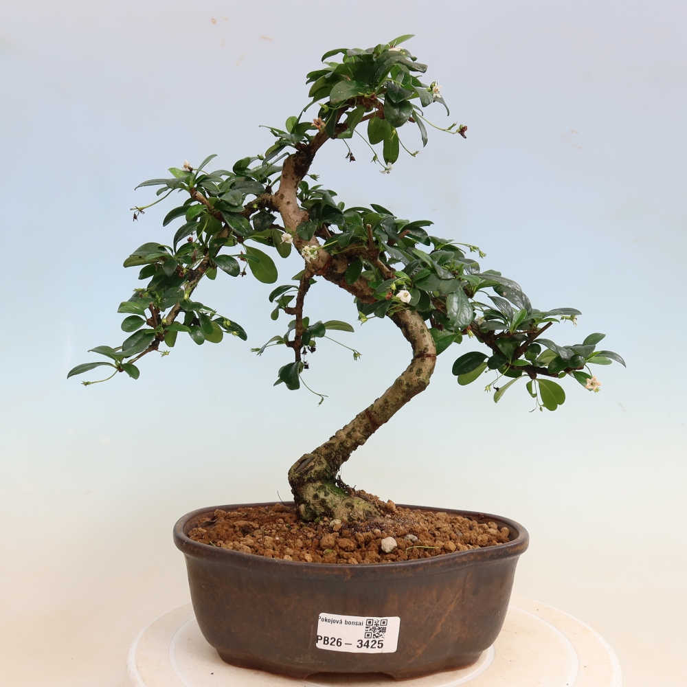 Kamerbonsai - Carmona macrophylla - Thee fuki