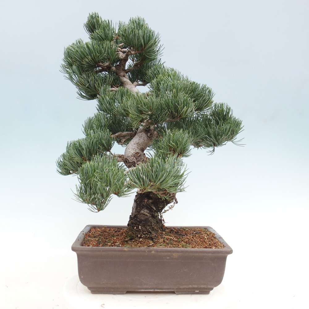 Bonsai voor buiten - Pinus parviflora - Pinus parviflora