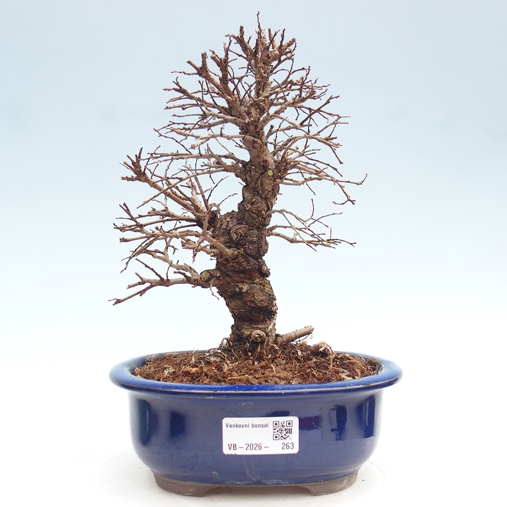 Bonsai voor buiten - Zelkova - Zelkova NIRE