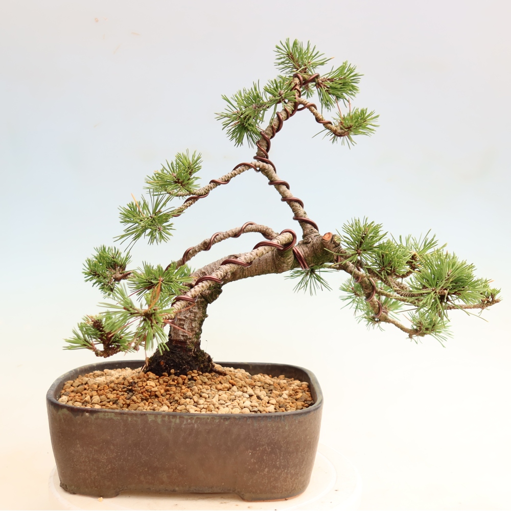Bonsai voor buiten - Pinus mugo Humpy  - Bergden