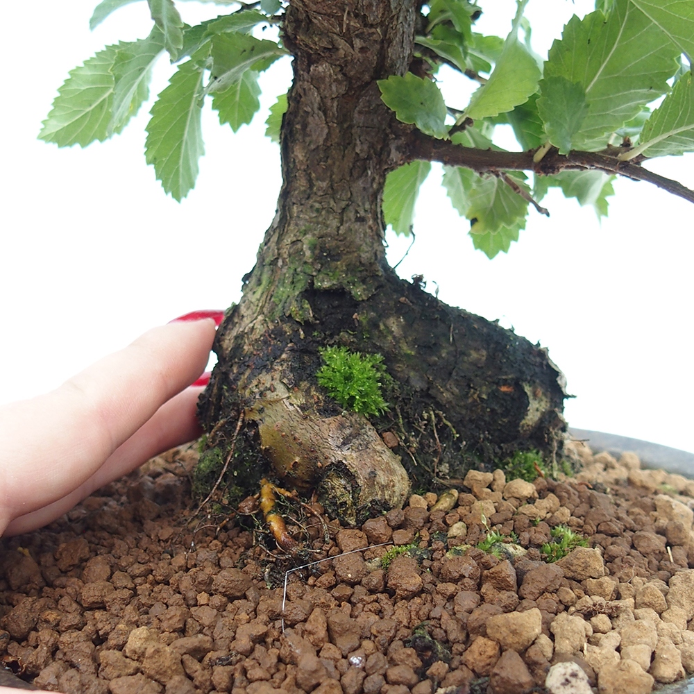 Bonsai voor buiten - Zelkova - Zelkova NIRE