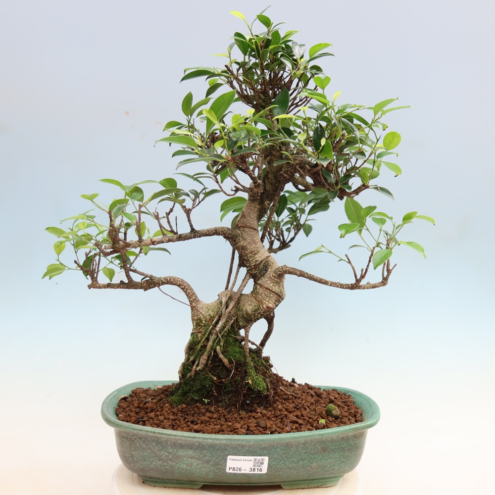 Kamerbonsai - Ficus kimmen - kleinbladige ficus