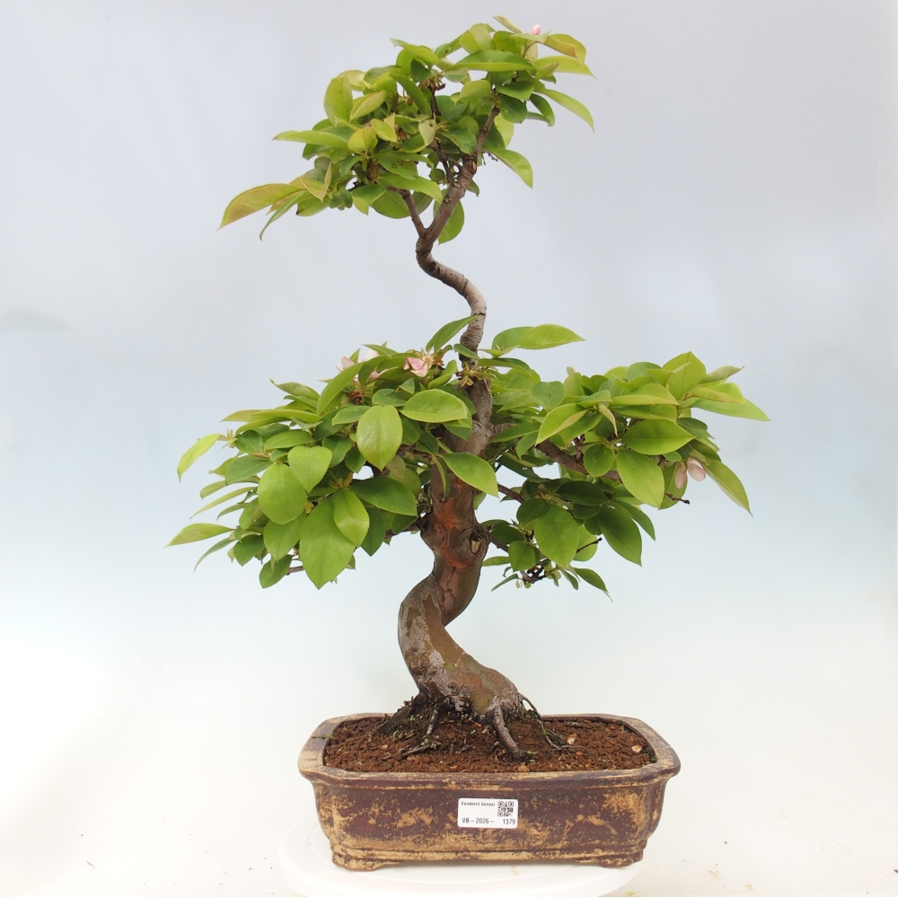 Bonsai voor buiten - Pseudocydonia sinensis - Chinese kweepeer
