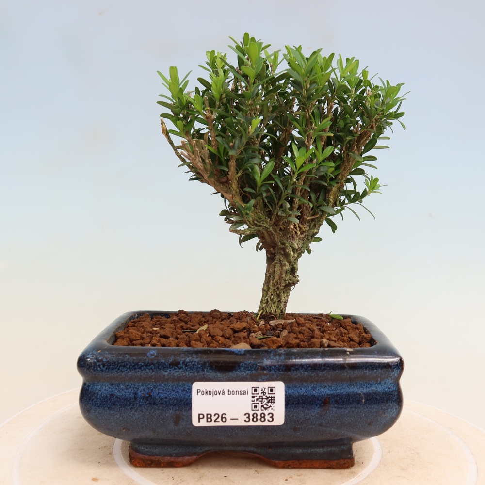 Kamerbonsai - Buxus harlandii - kurk buxus