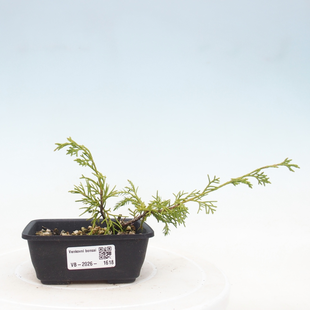 Bonsai voor buiten - Juniperus chinensis Itoigawa