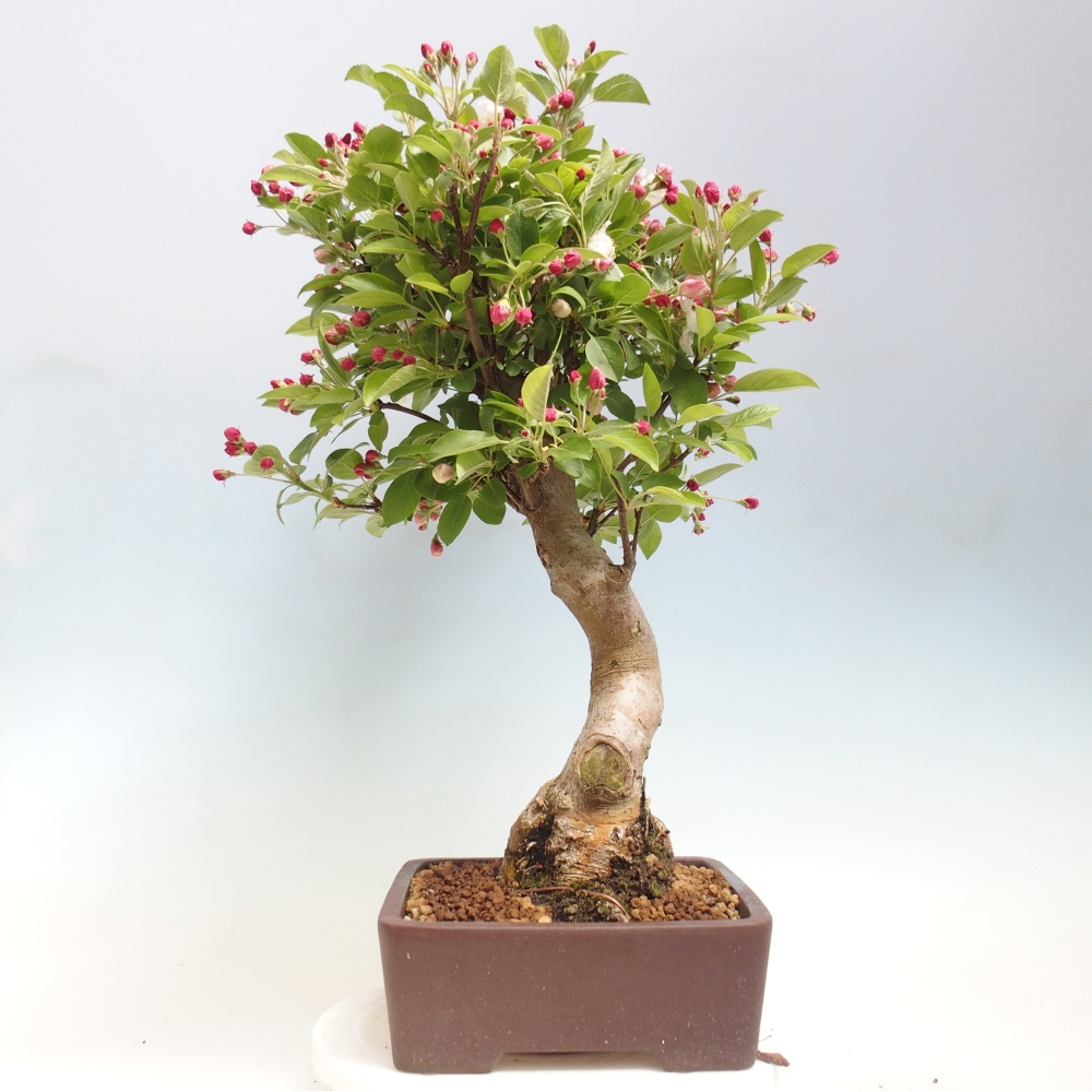 Bonsai voor buiten -Malus halliana - Appelboom met kleine vruchten