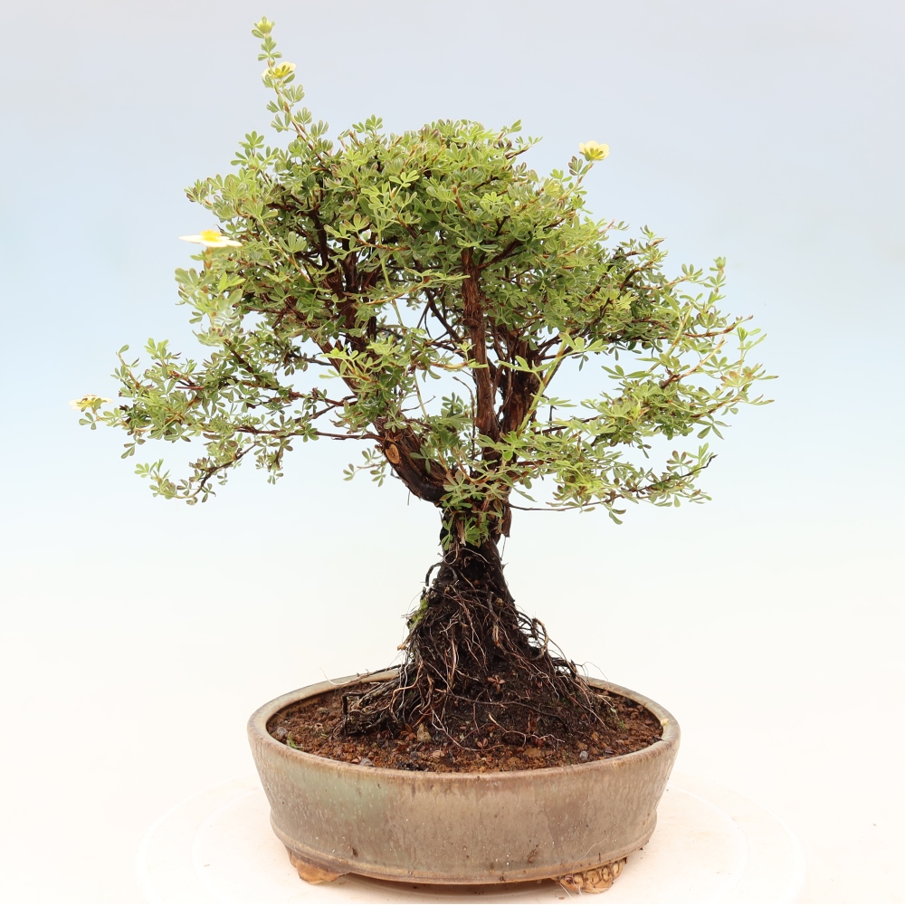 Bonsai voor buiten - Potentila fruticosa