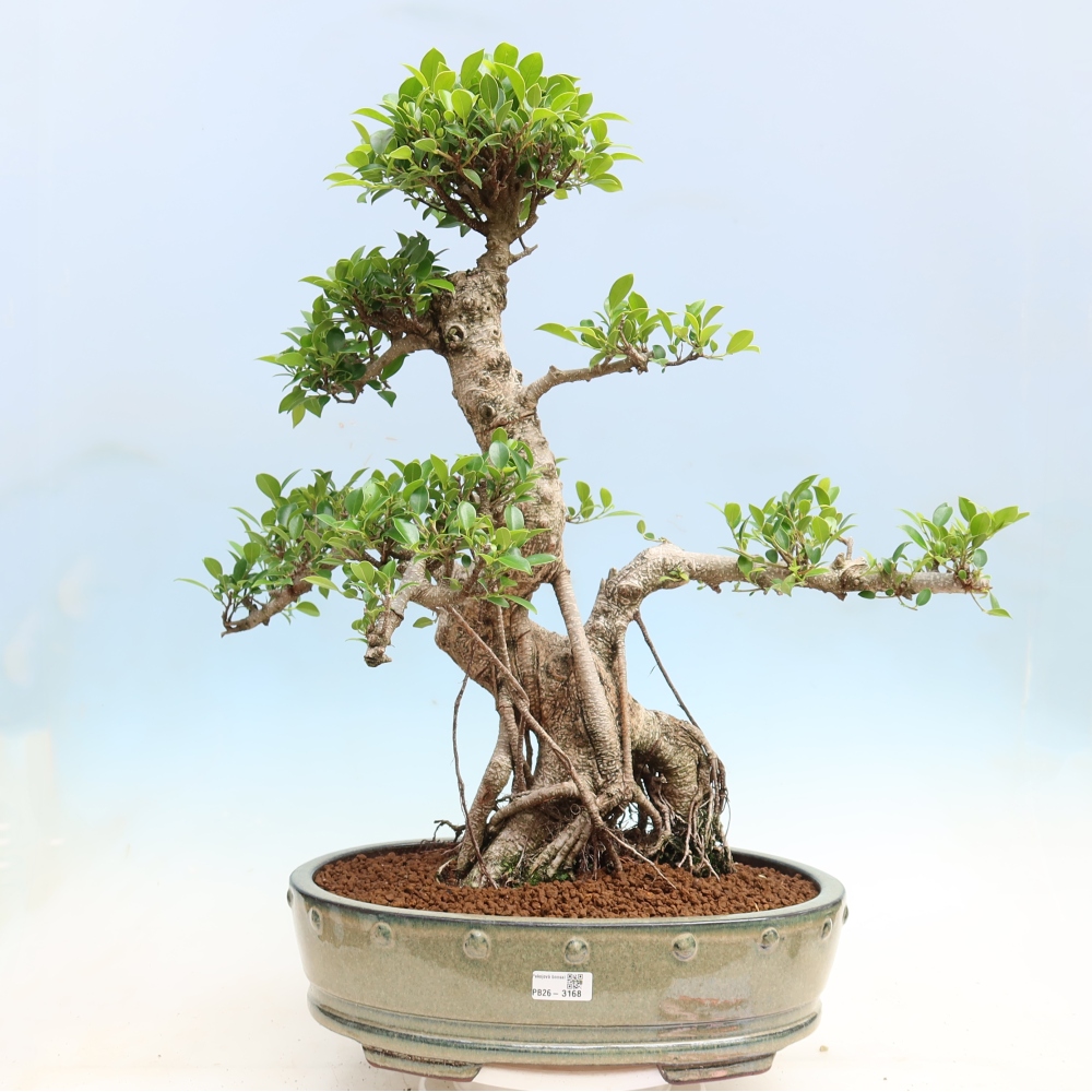 Kamerbonsai - Ficus kimmen - kleinbladige ficus