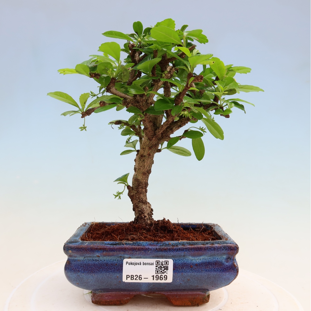 Kamerbonsai - Carmona macrophylla - Thee fuki