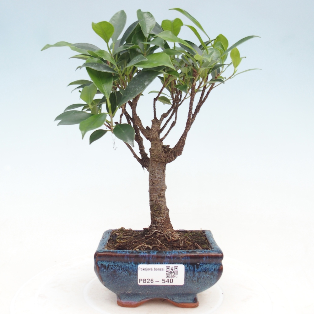 Kamer bonsai Ficus retusa kimmen