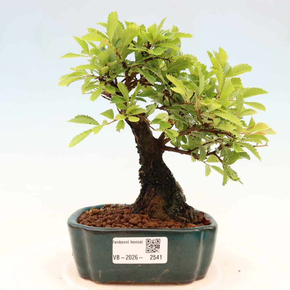 Bonsai voor buiten - Zelkova - Zelkova NIRE