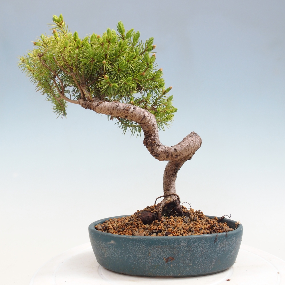 Bonsai voor buiten - Gewone spar - Picea glauca bol