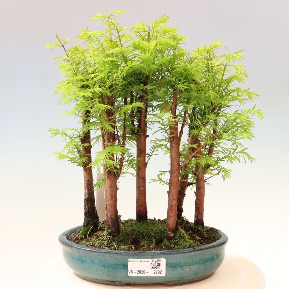 Buitenbonsai - Metasequoia glyptostroboides - Chinese metasequoia - bosje