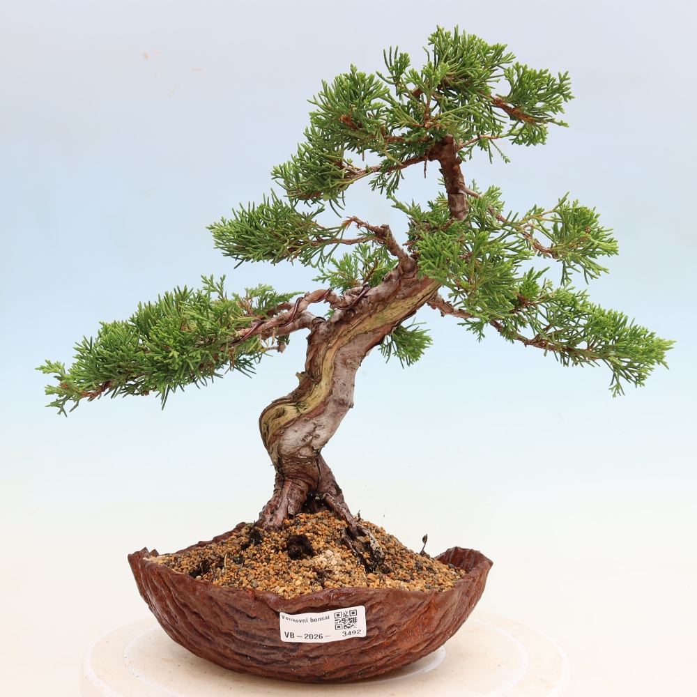 Bonsai voor buiten - Juniperus chinensis Itoigawa-Juniperus chinensis