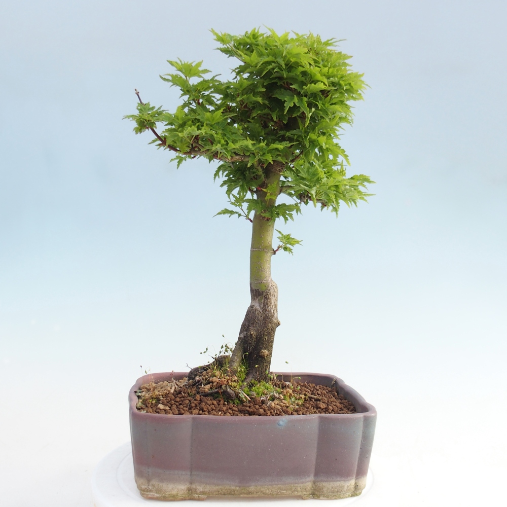Bonsai voor buiten -Javor palm Acer palmatum Shishigashira
