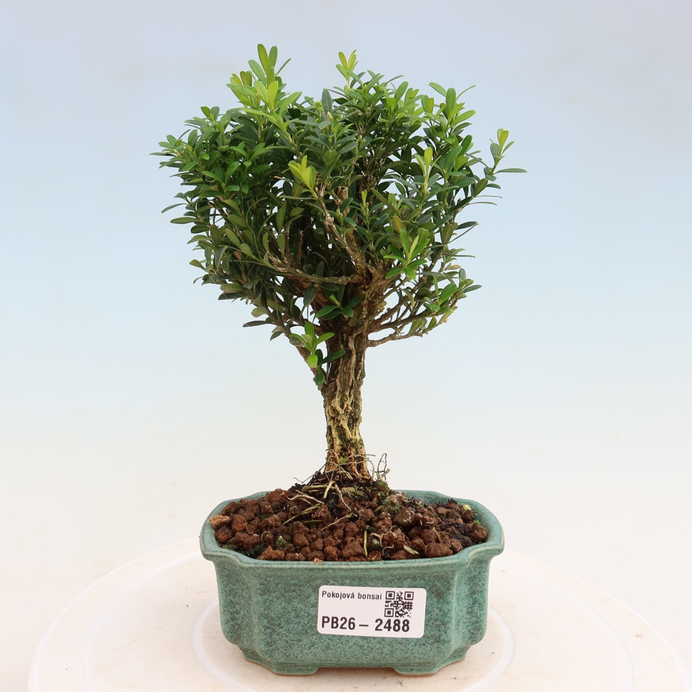 Kamerbonsai - Buxus harlandii - kurk buxus