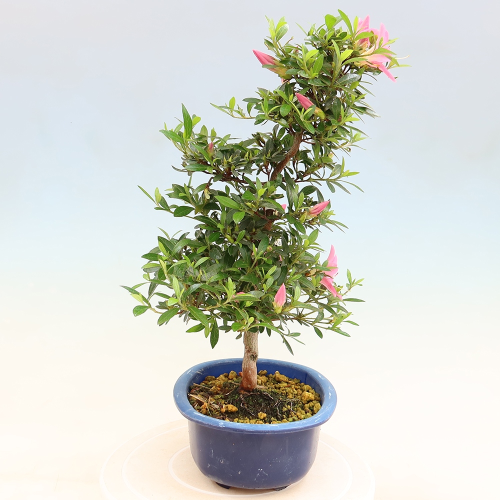 Bonsai voor buiten - Japanse Azalea - Azalea Nasuno