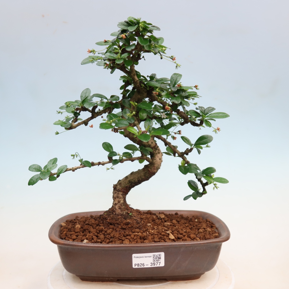 Kamerbonsai - Carmona macrophylla - Thee fuki