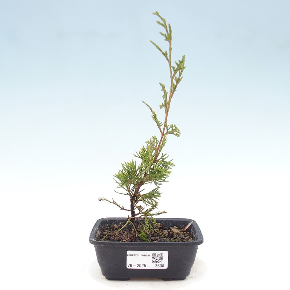 Bonsai voor buiten - Juniperus chinensis Itoigawa