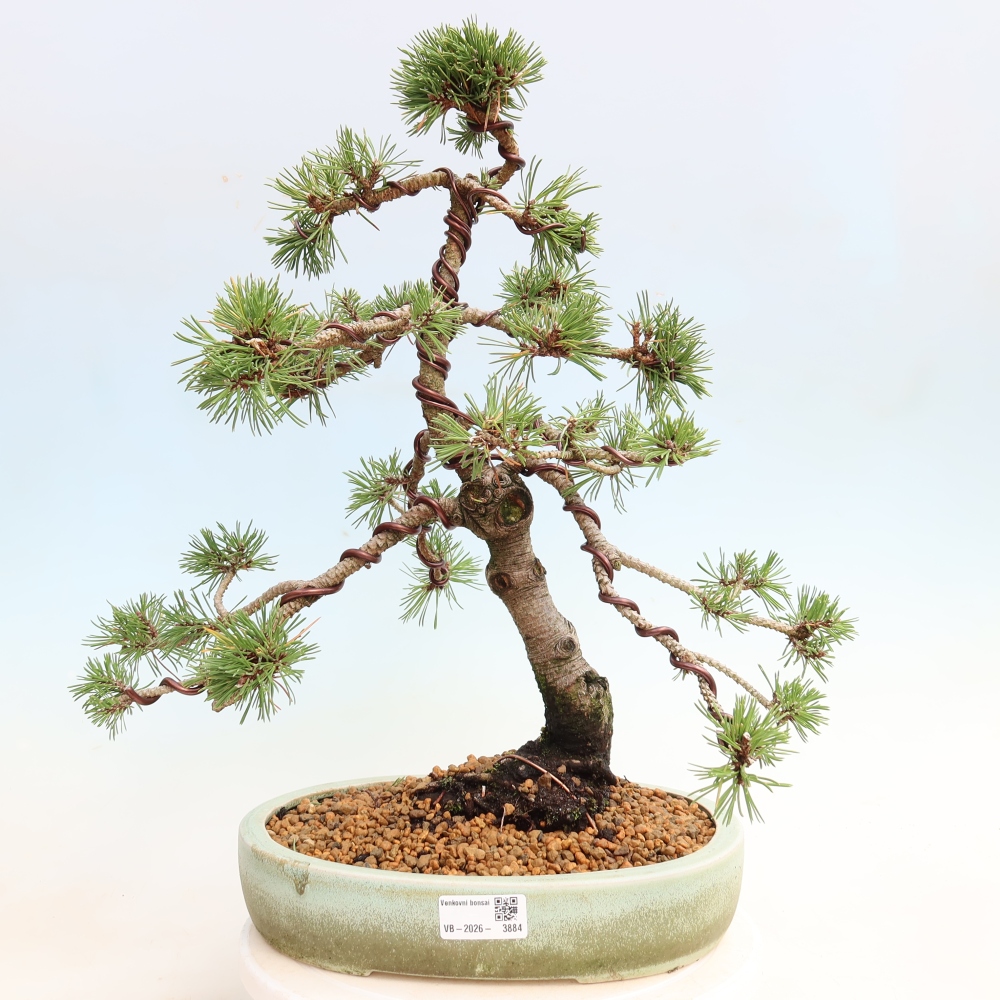 Bonsai voor buiten - Pinus mugo Humpy  - Bergden