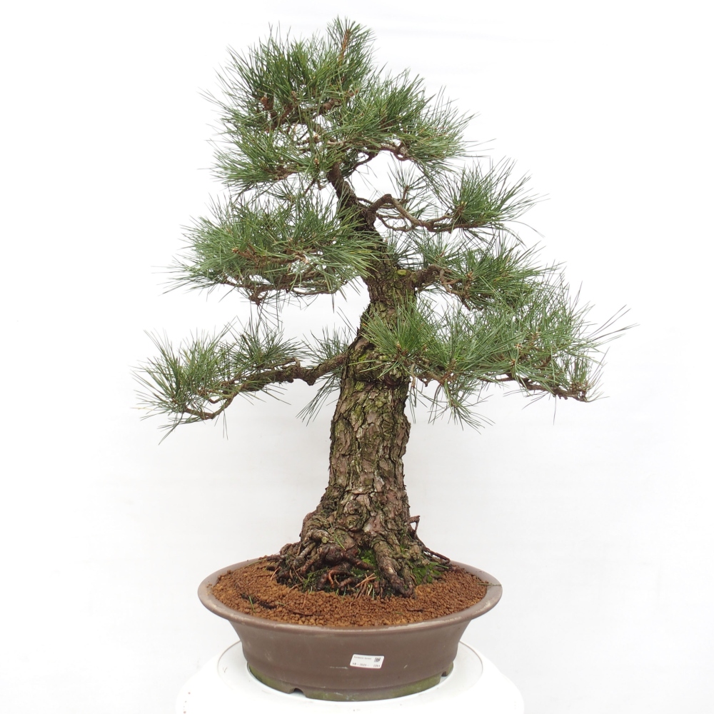 Bonsai voor buiten - Pinus thunbergii - Thunberg den