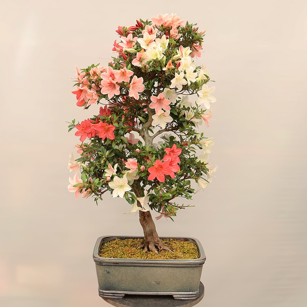 Bonsai voor buiten - Japanse Azalea - Azalea Saishun