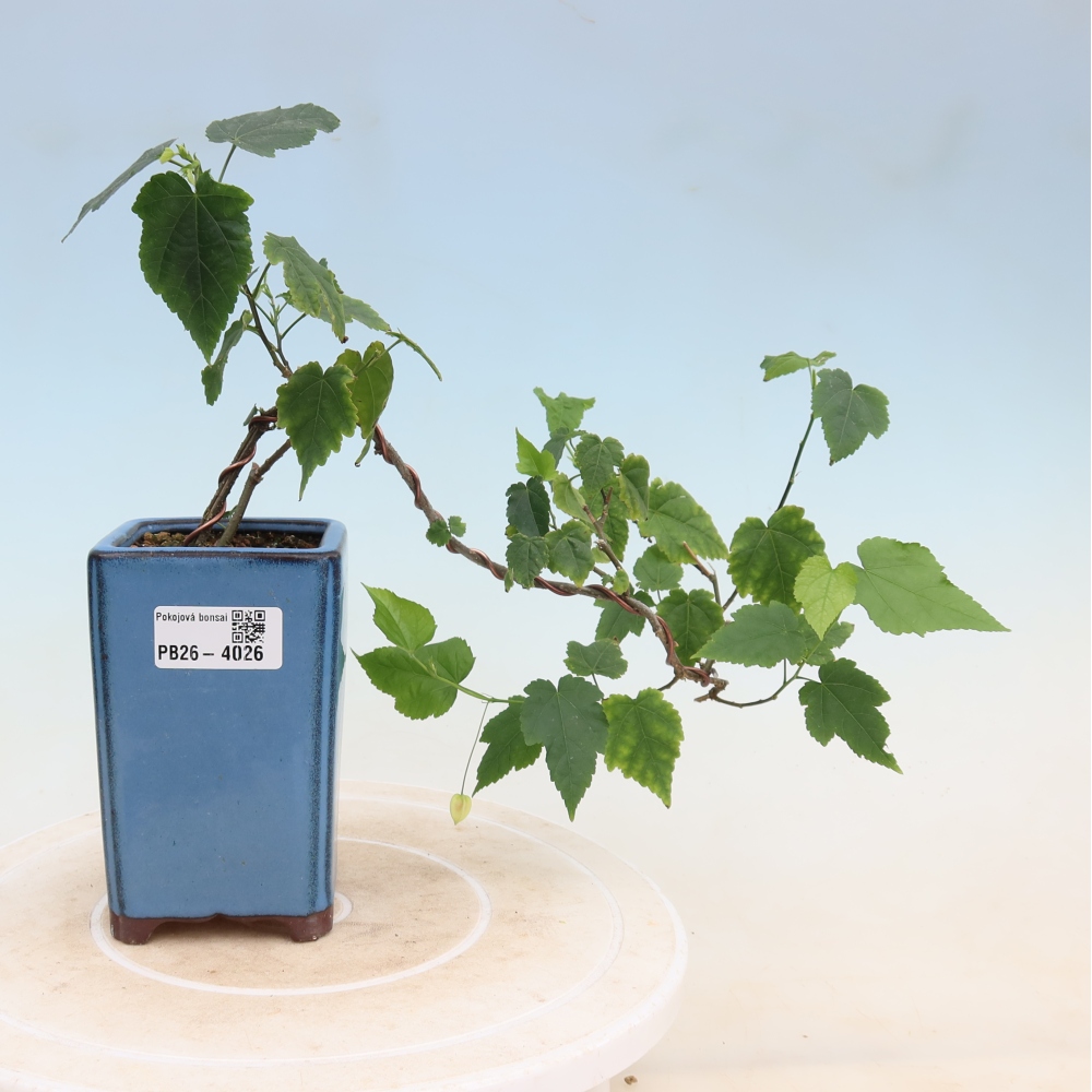 Bonsai voor binnen - Abutilon Big Bell - Cloudberry