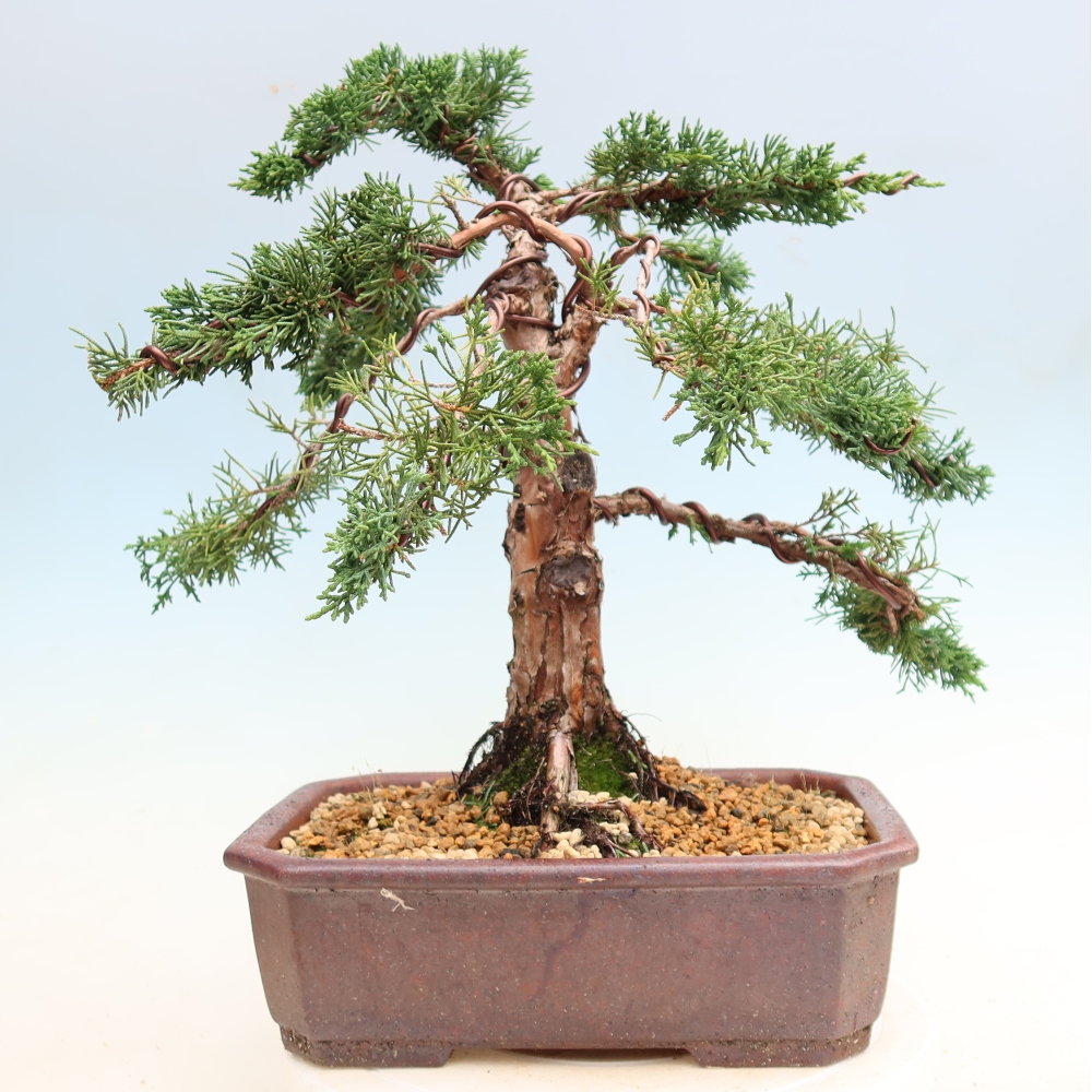 Bonsai voor buiten - Juniperus chinensis Kishu