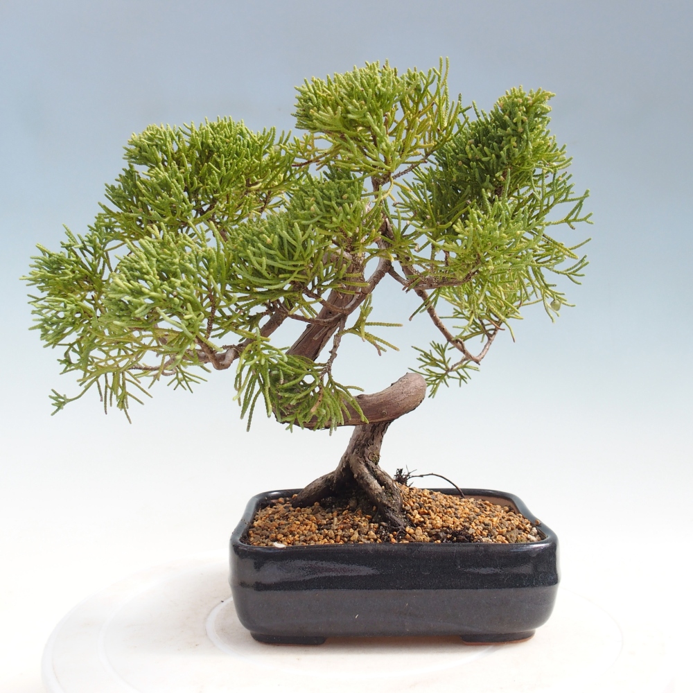 Bonsai voor buiten - Juniperus chinensis Kishu