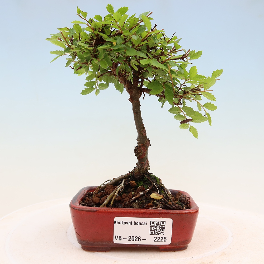 Bonsai voor buiten - Ulmus parvifolia Sagei - Kleinbladige iep