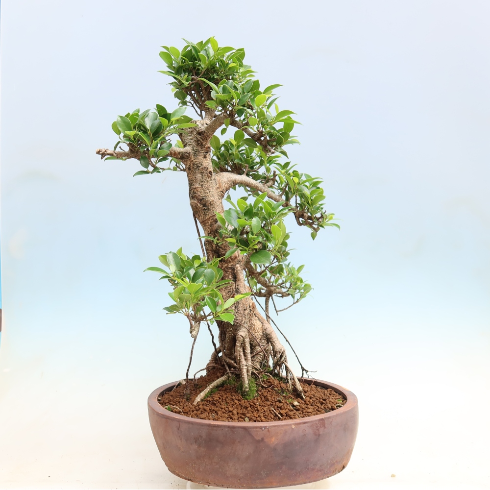 Kamerbonsai - Ficus kimmen - kleinbladige ficus