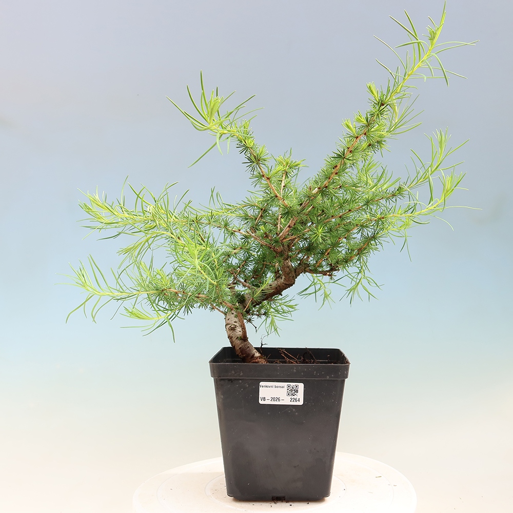 Bonsai voor buiten -Larix decidua - Lariks