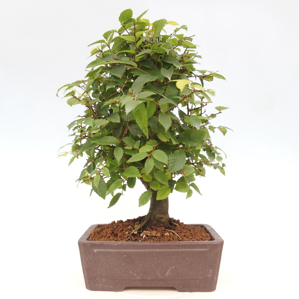 Bonsai voor buiten - Zelkova - Zelkova NIRE