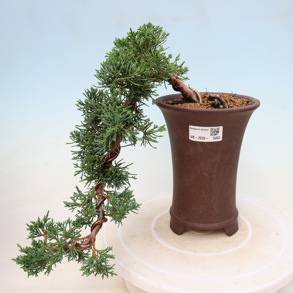 Bonsai voor buiten - Juniperus chinensis Kishu