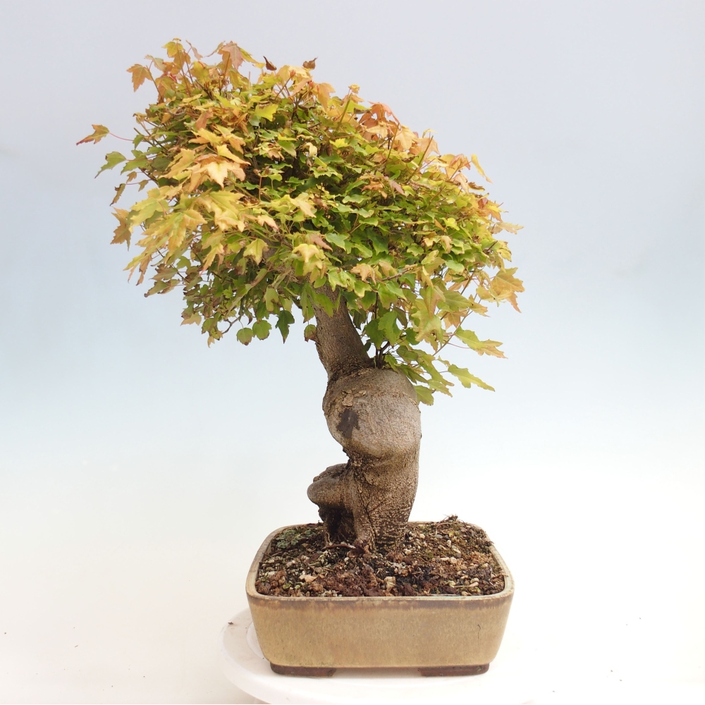 Bonsai voor buiten - Acer Buergerianum - Burgeresdoorn