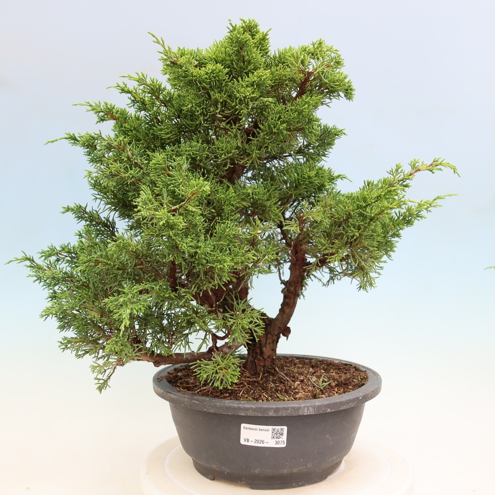 Bonsai voor buiten - Juniperus chinensis Itoigawa-Juniperus chinensis