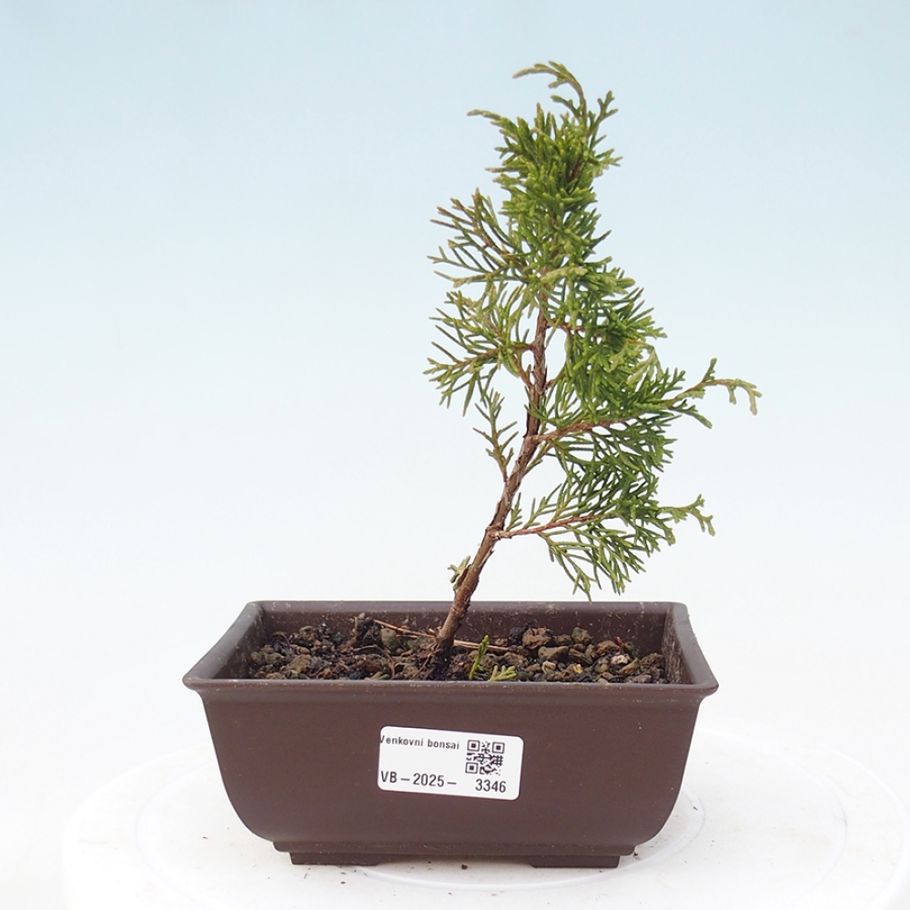Bonsai voor buiten - Juniperus chinensis Itoigawa
