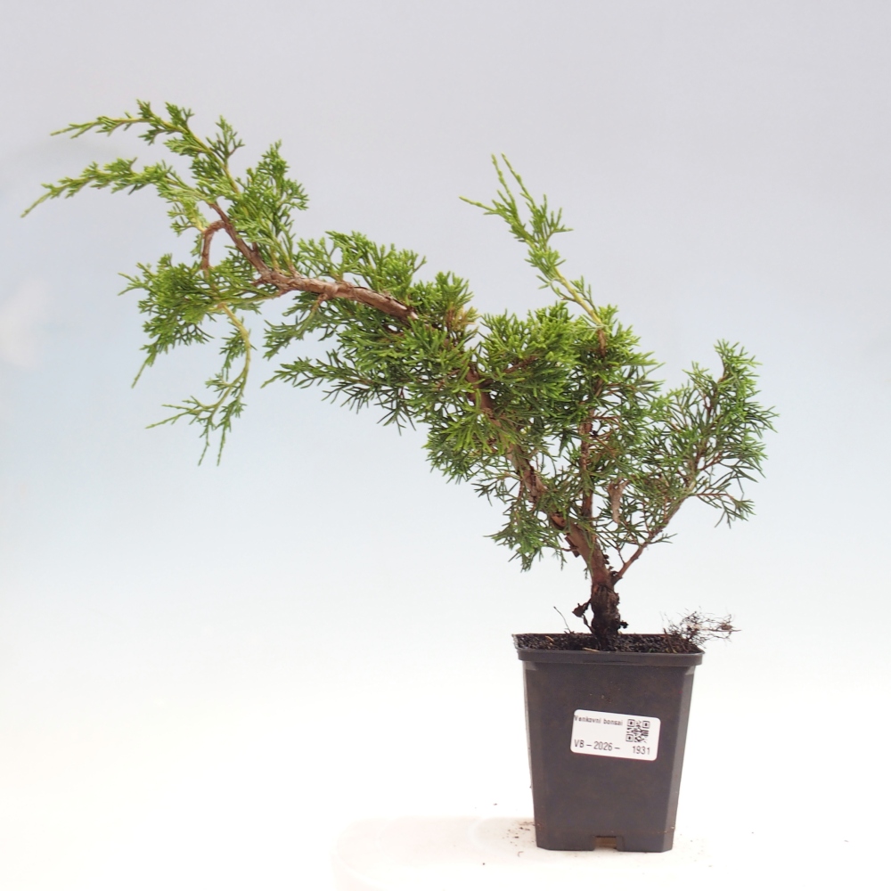 Bonsai voor buiten - Juniperus chinensis Itoigawa