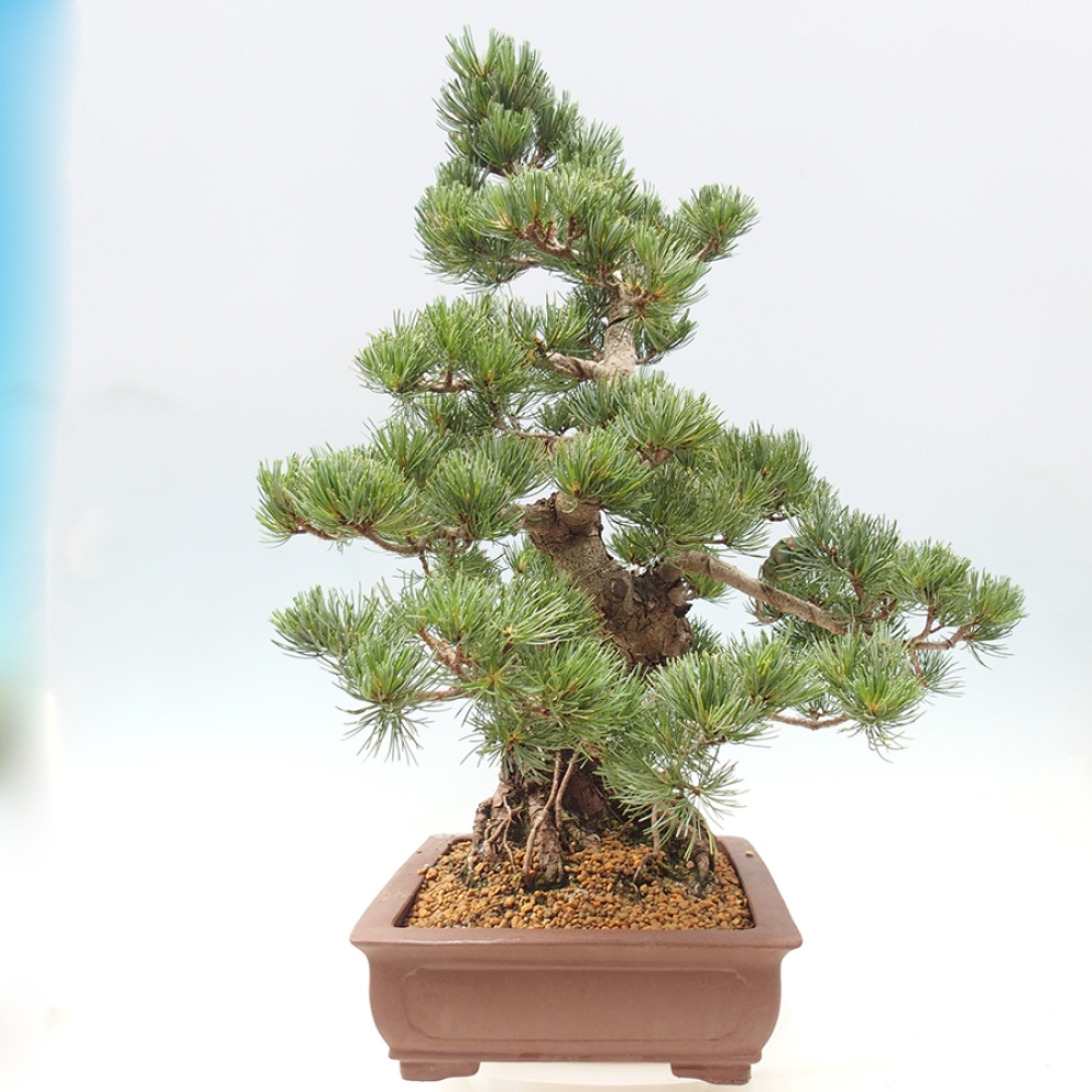 Bonsai voor buiten - Pinus parviflora - Pinus parviflora