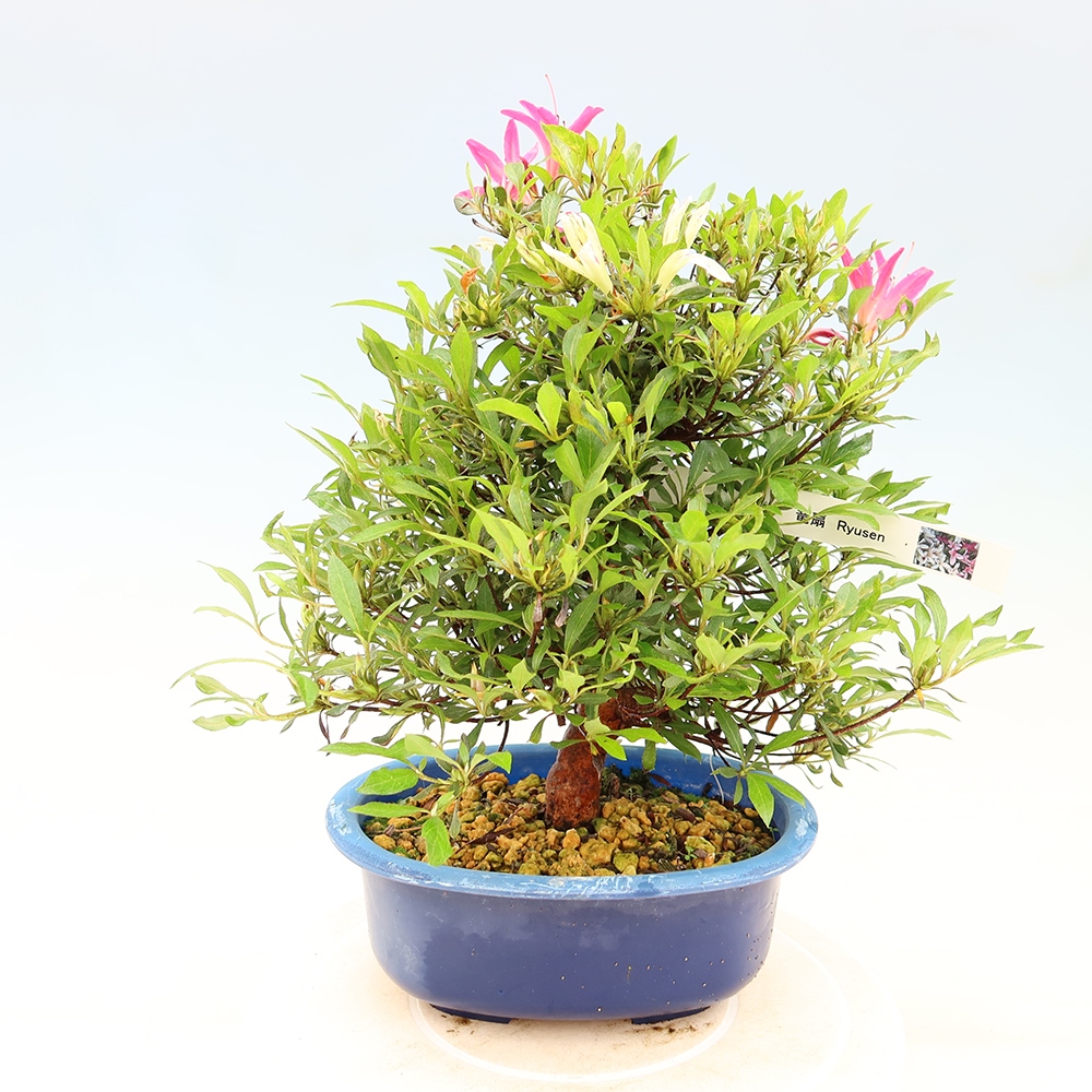 Bonsai voor buiten - Japanse Azalea - Azalea Ryusen