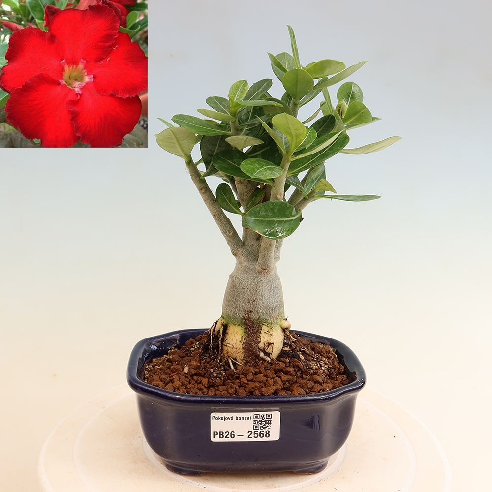 Kamerbonsai - Adenium obesum Red Star - Woestijnroos