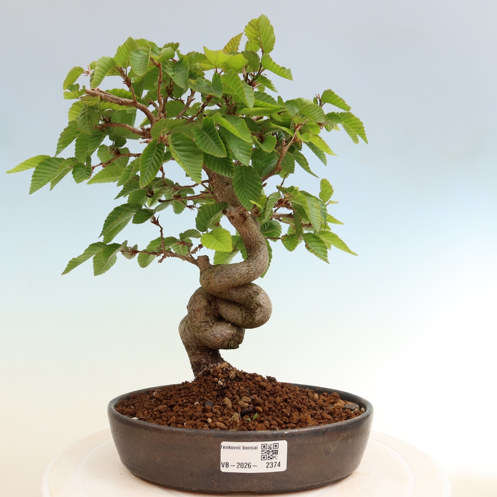 Bonsai voor buiten -Carpinus Coreana - Koreaanse haagbeuk
