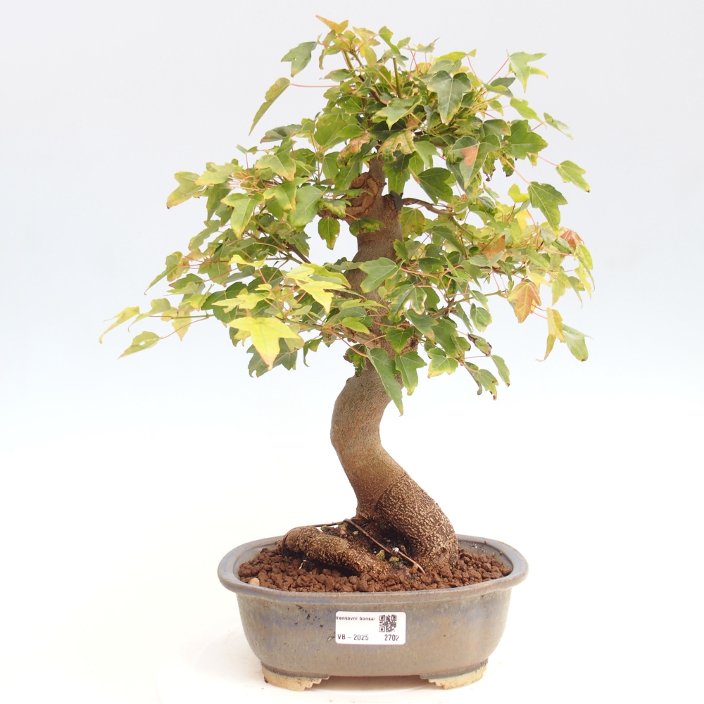 Bonsai voor buiten - Acer Buergerianum - Burgeresdoorn