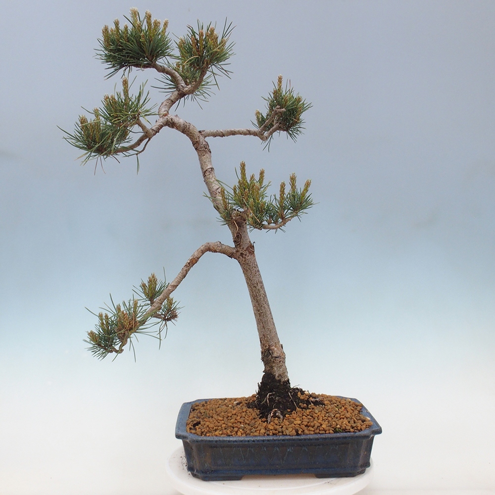 Bonsai voor buiten - Pinus Sylvestris Watererri - grove den