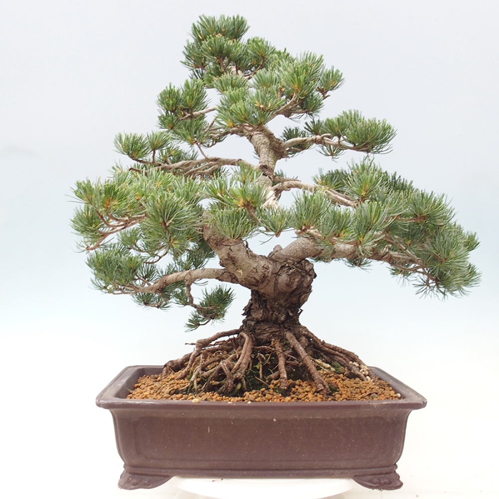 Bonsai voor buiten - Pinus parviflora - Pinus parviflora
