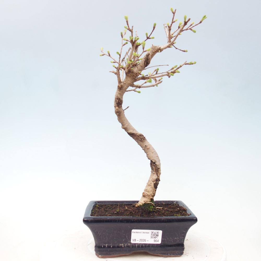 Bonsai voor buiten -Pseudolarix amabis-Pseudolarix amabis